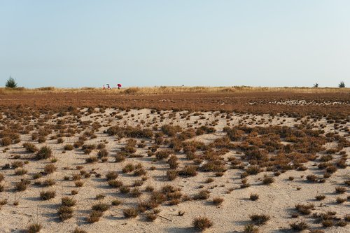 desert  landscape  nature