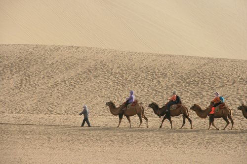 desert  camel  tourism