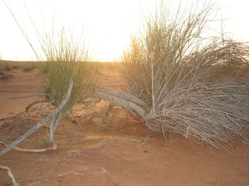 desert sunset bush