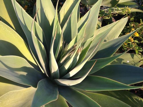 desert plant nature