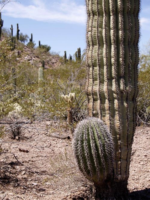 desert landscape cactus