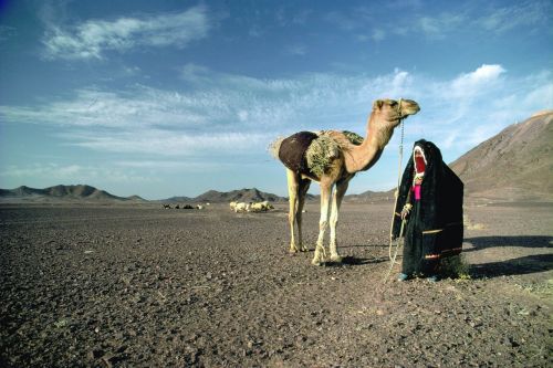 desert camel view