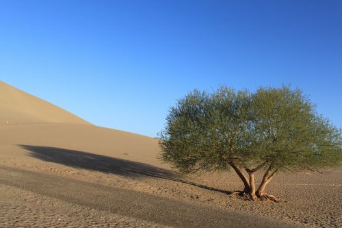 desert tree blue sky