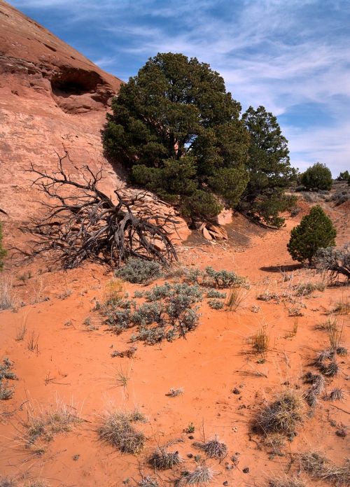 desert tree sand