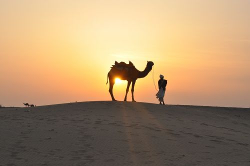 desert sunset camel