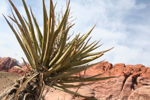 desert red rock canyon plant