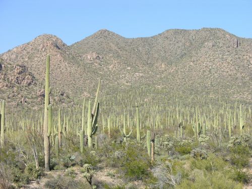 desert cactus heat