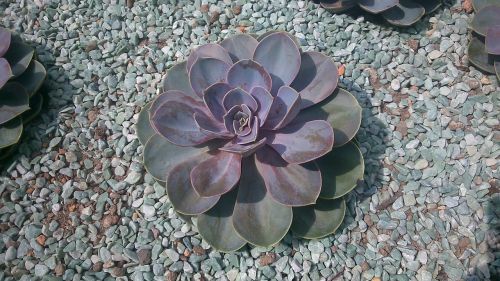 desert stone garden