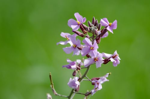 desert lavender flowers