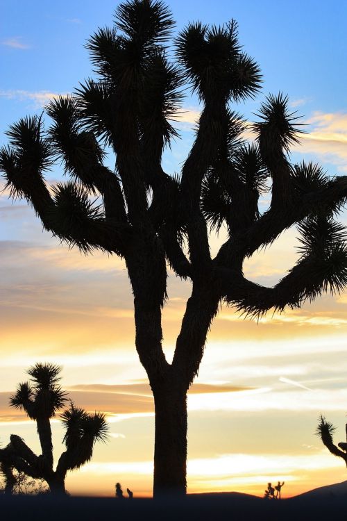 desert sunset trees