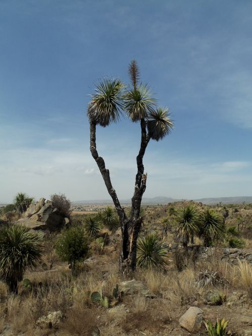 desert palma rocks
