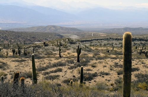 desert cactus landscape