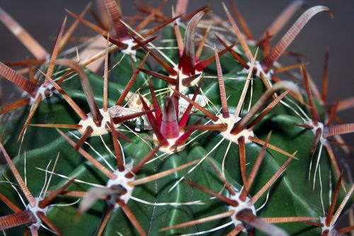 Desert Barrel Cactus