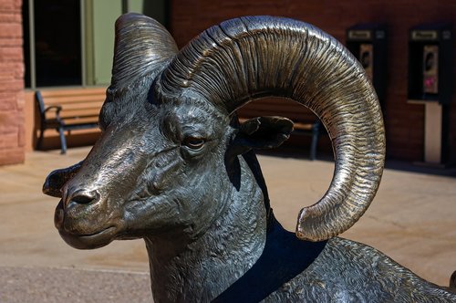 desert bighorn ram sculpture  bronze  statue