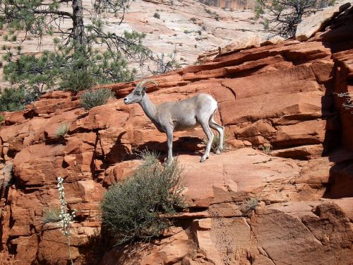 desert bighorn sheep wildlife mountain