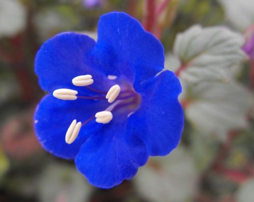 desert bluebell flower bloom
