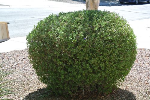 Desert Bush