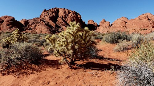 desert cactus  sand  red sandstone
