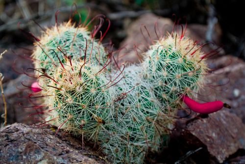 Desert Cactus