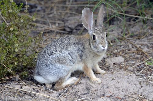 desert cottontail rabbit bunny
