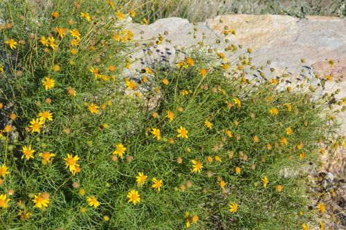 Desert Daisy Blossoms Flowers Macro