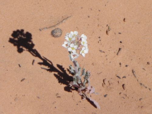 Desert Flower