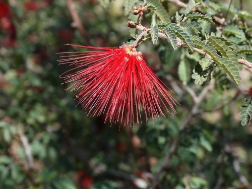 desert flower red plant