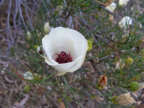 desert flower flower drought