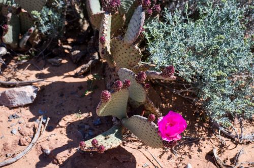 desert flower desert cactus