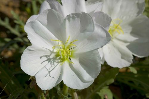 desert flowers white bloom