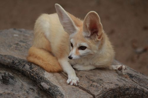 desert fox animal cute