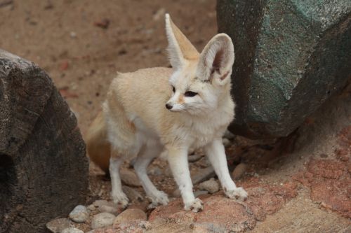 desert fox animal cute