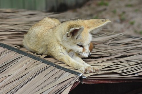 desert fox  zoo  animal