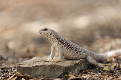 desert iguana macro wildlife