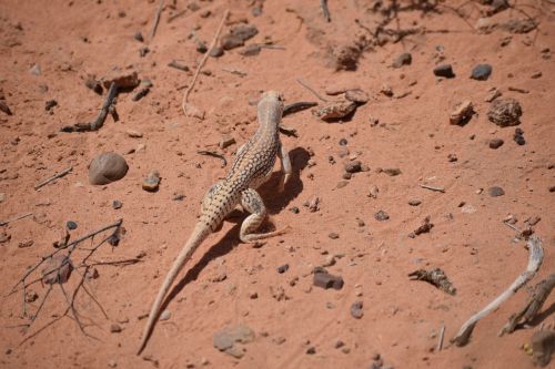 desert iguana desert iguana