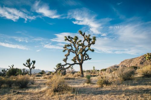 desert landscape tree desert
