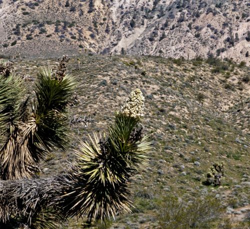 Desert Landscape