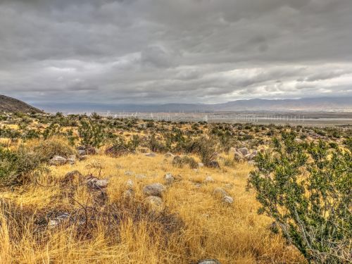 Desert Landscape