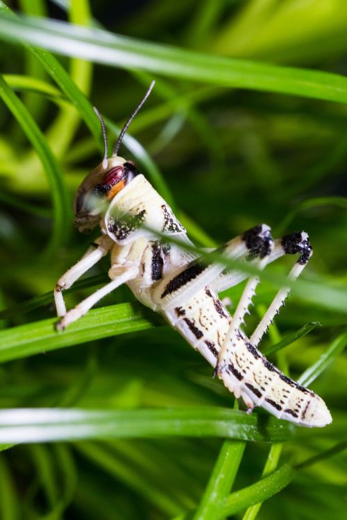 desert locust schistocerca gregaria grasshopper