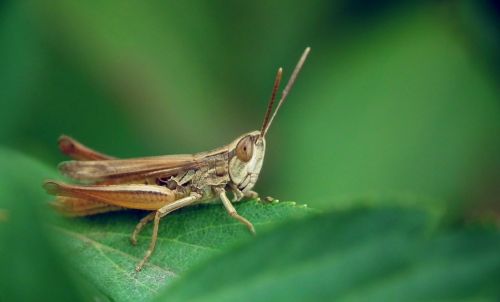 desert locust insect grasshopper