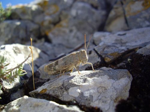 desert locust insect grasshopper