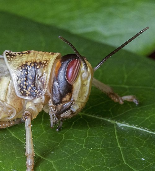 desert-locust  wings  insect