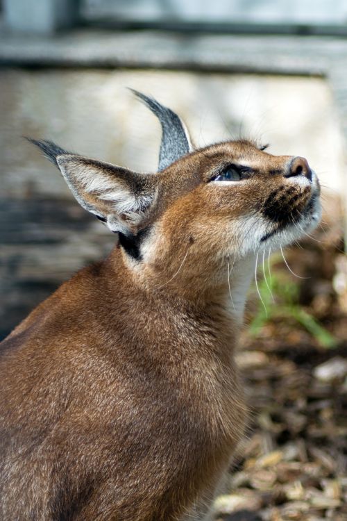 desert lynx karakal caracal caracal