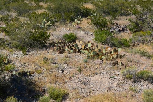 Desert Mountains Green Plant Cactus