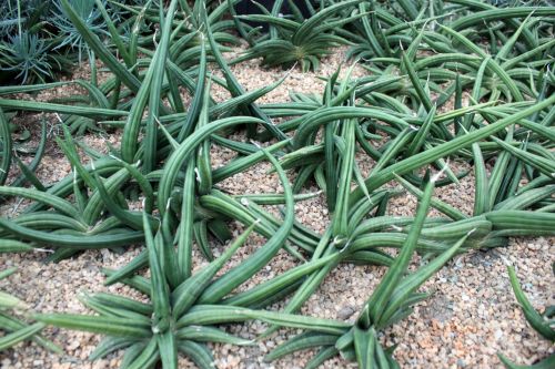 Desert Plant