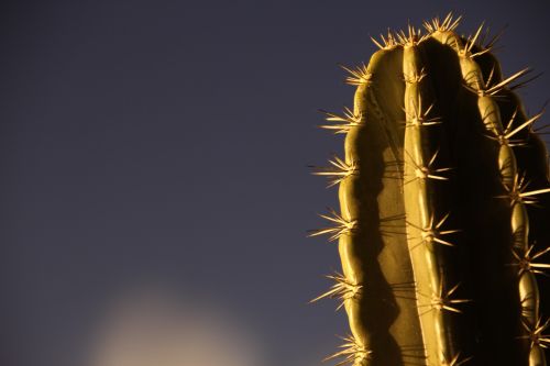 desert plant thorns nature