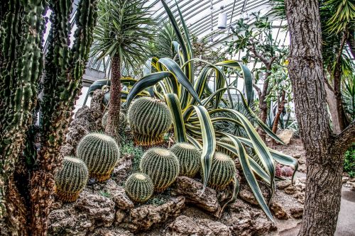 desert plants cactus botanical garden
