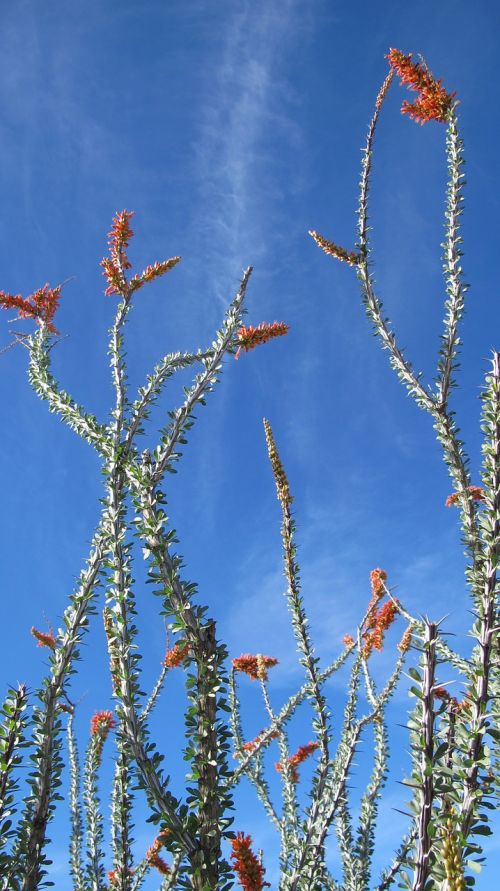 desert plants ocotillo nature