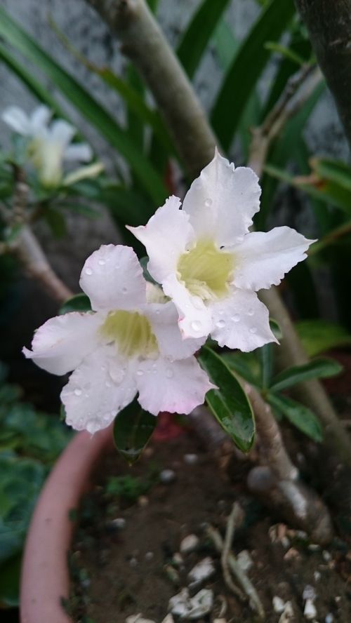 desert rose plant flower