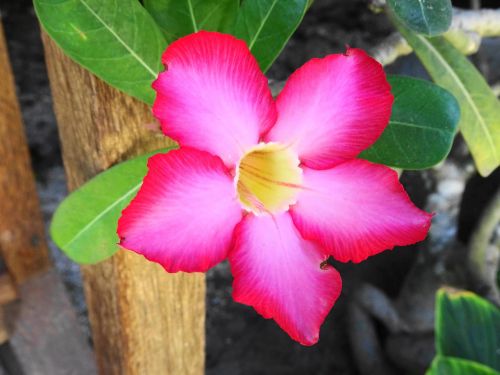 desert rose bali red